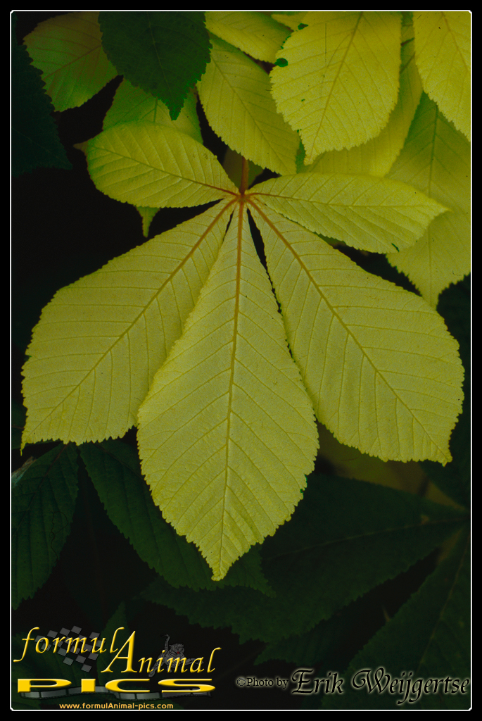 663x1001 pixels (701K)